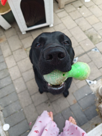 Labrador retriever pedigree big fat Bruce