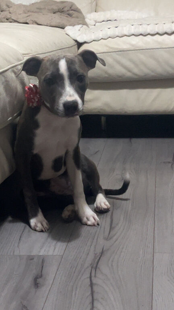 Staffordshire bull terrier female