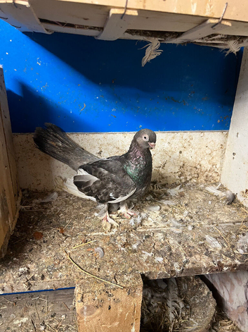 Fancy pigeons