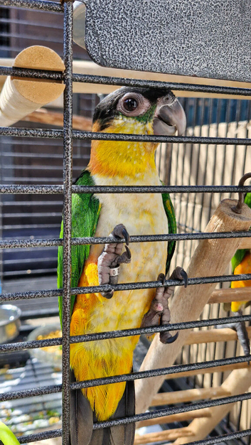 Hand reared Baby Black Headed Caiques