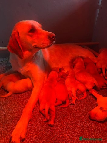 Loving Home Raised Fox Red Labrador Retriever Puppies
