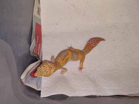 Leopard Gecko