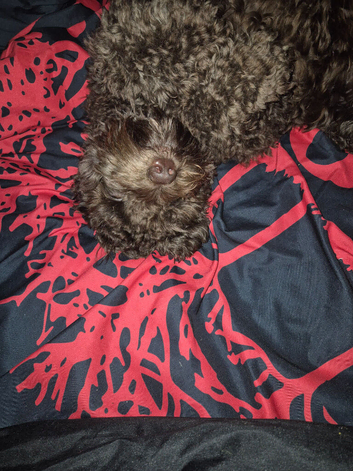 1 year old in may cockapoo male