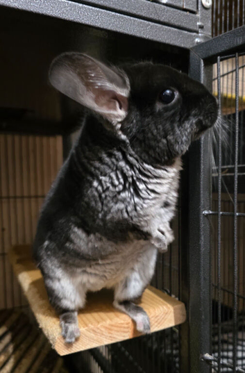 Beautiful Black Velvet Chinchilla girl