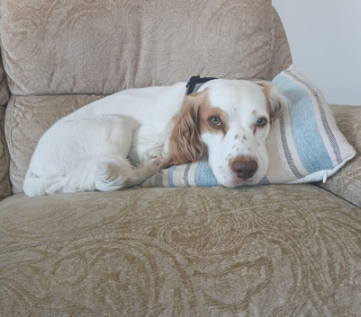 Rehome cocker spaniel