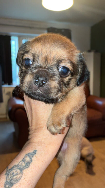 Jug Pup