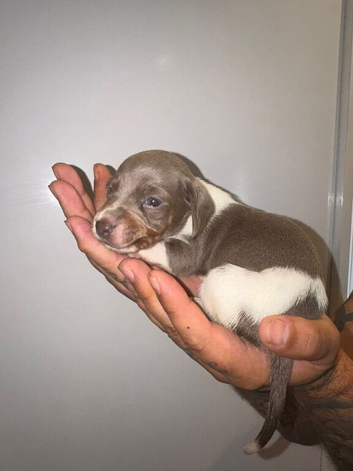 Long hair dachshund puppies