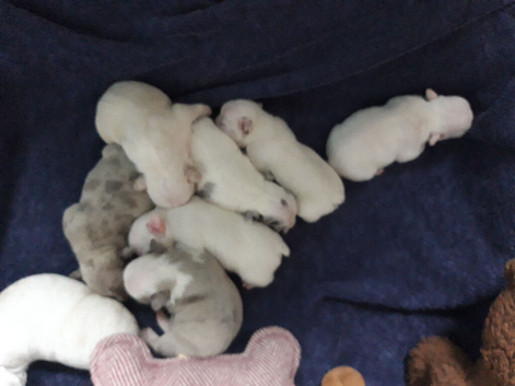 Pups for sale