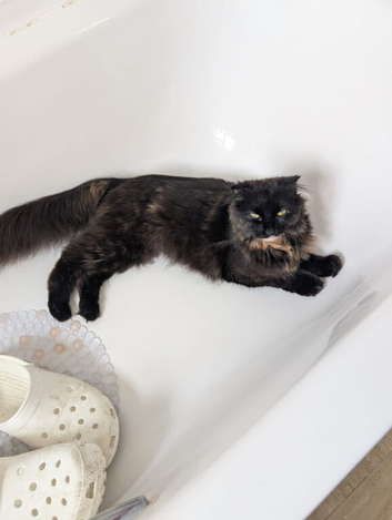Mainecoon x Scottishfold