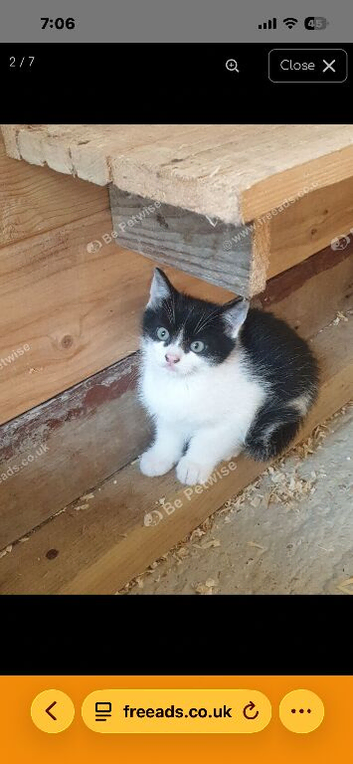 2 male kittens