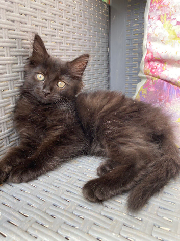 Female fluffy friendly black kitten