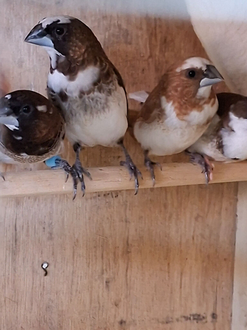 Bengalese finches