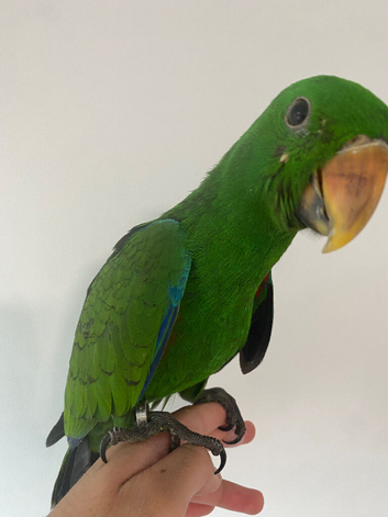 Beautiful Eclectus HandReared baby parrot