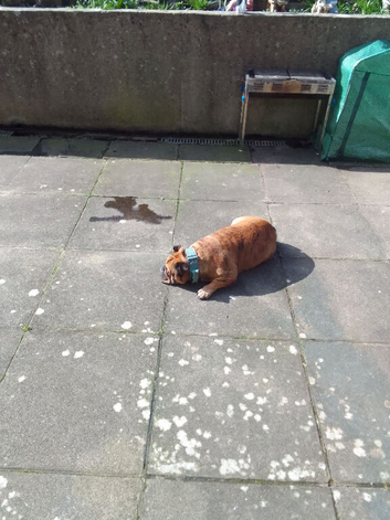 Old tyme english bulldog