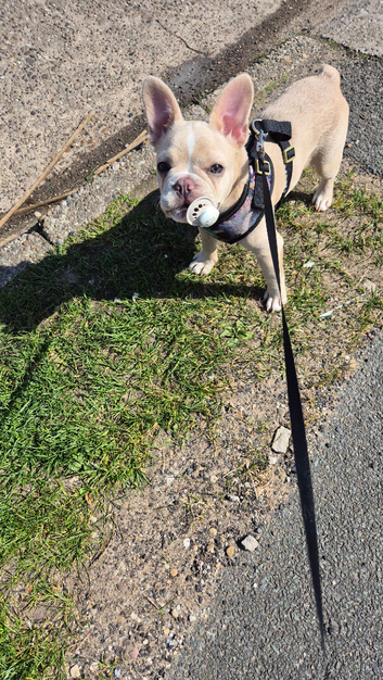 french bulldog puppie