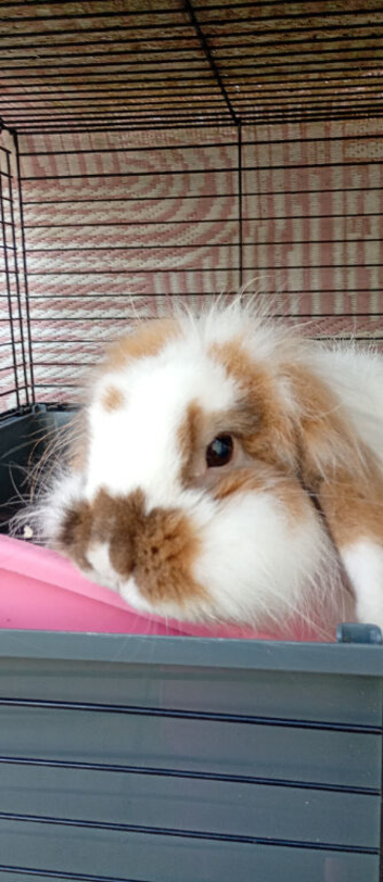 Rabbit