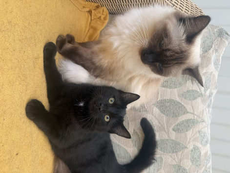 Ragdoll mixed kitten