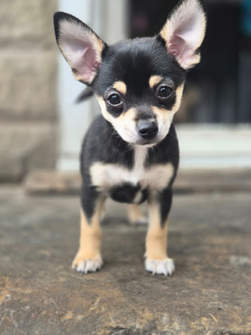 Beautiful Chihuahua