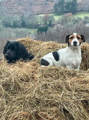 Jack russel puppies