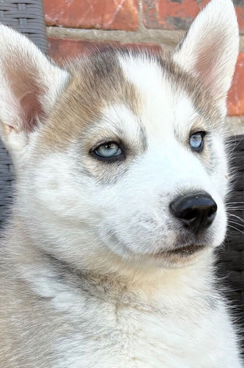 Siberian husky puppies