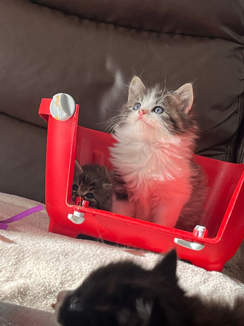 Persian kittens
