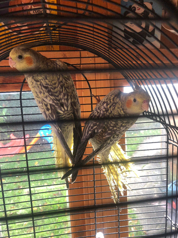Baby cockatiels