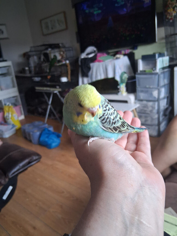 Hand reared baby budgie