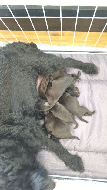 patterdale terriers
