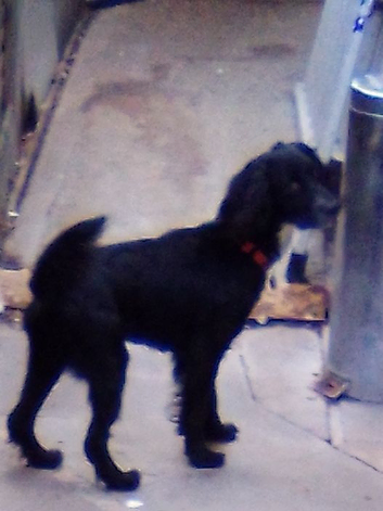 Black male Sprocker spaniel 1 year old