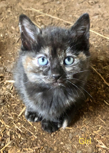 Gorgeous kittens