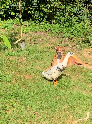 2 beautiful Indian Runner Drakes 13 weeks old