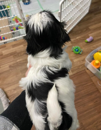 My lovely little shih tzu