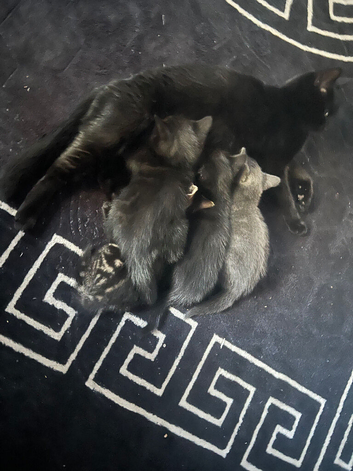 Kittens for sale