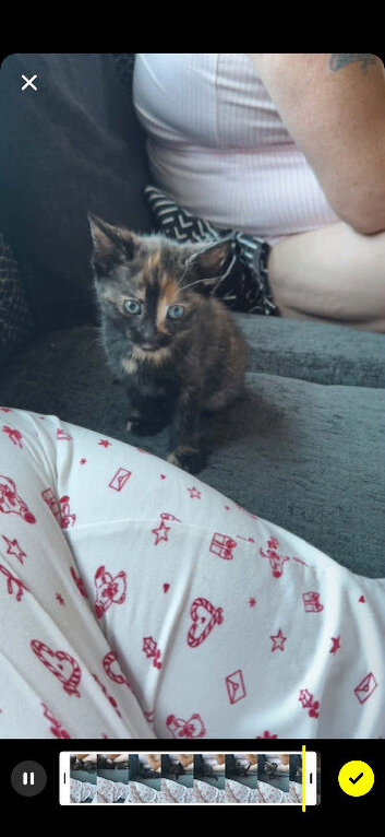 Gorgeous female kitten for sale