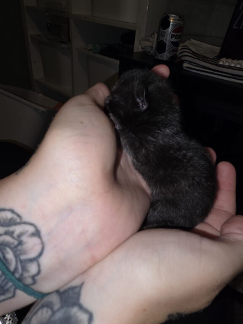 5 Beautiful kittens