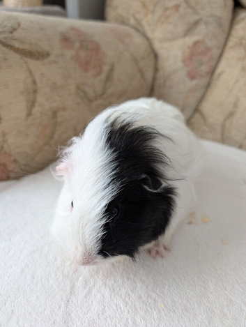 Female sheltie Guinea pig