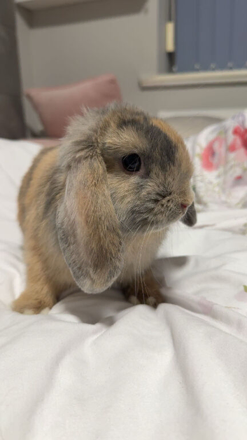 Minilop Bunny Rabbit + Playpen