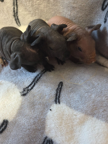 1 skinny pig boy ready to reserve