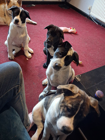 JAPANESE AKITA X STAFFIE PUPS