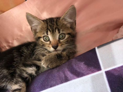 2x tabby Boys