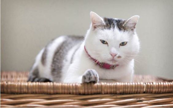 Trusted Cattery in Morpeth - Comfortable Boarding for Your Cat