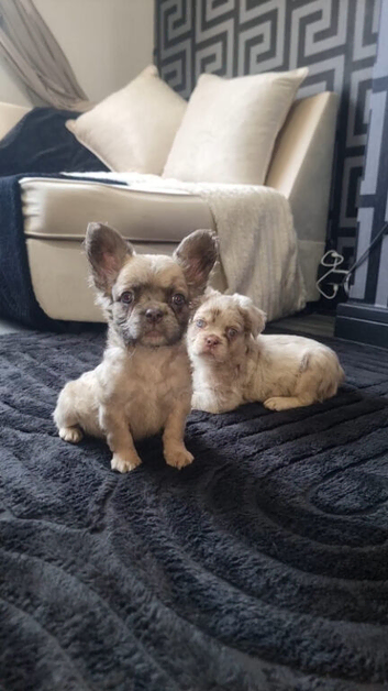 Kc reg Fluffy french bulldog puppies
