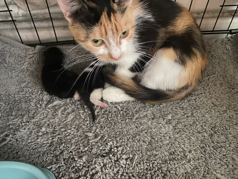 Beautiful playful kittens