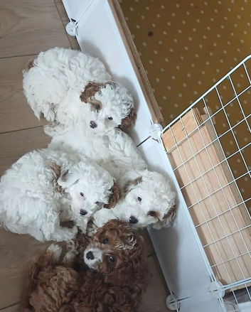 Beautiful F1b Red/White Cavapoo Puppies Available.