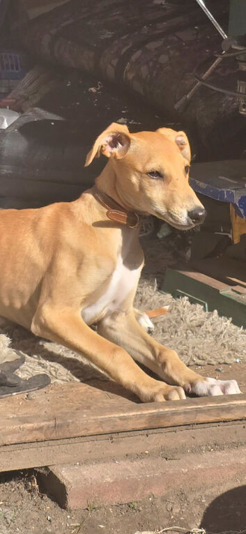 Very well bred saluki greyhound
