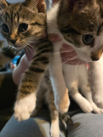 3 taby male kittens