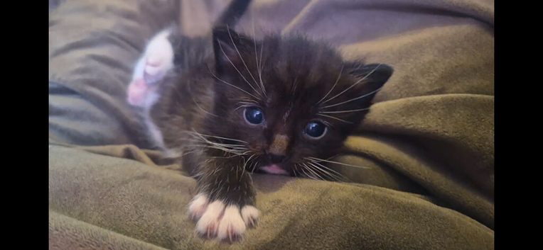 Ragdoll x kitten