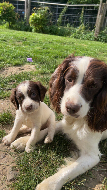 Lovely English springer spaniel