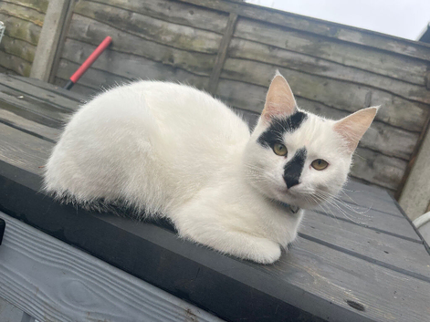 Louie