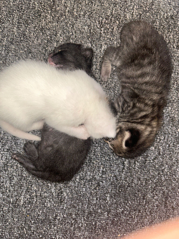 New litter of 3